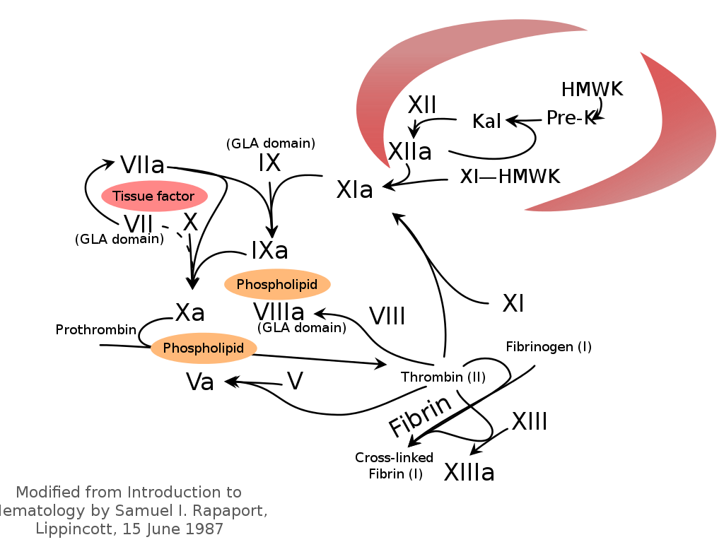 Haemophilia Liberation?